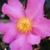 Winter's Star Cold Hardy Camellia - 1 Gallon Pot -Flowers World Shop camellia winters star 20 1