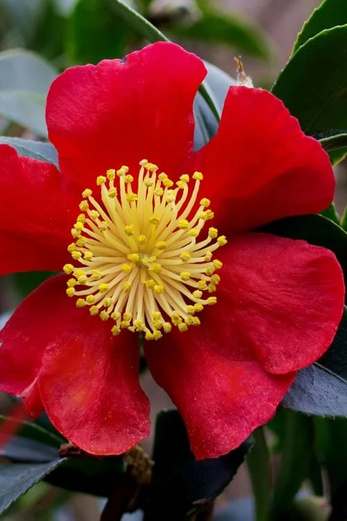 Yuletide Camellia Sasanqua - 7 Gallon Pot (3-4') 10 Yuletide Camellia Sasanqua - 7 Gallon Pot (3-4') - Image 8
