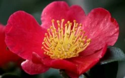 Yuletide Camellia Sasanqua - 7 Gallon Pot (3-4') 16 Yuletide Camellia Sasanqua - 7 Gallon Pot (3-4') -Flowers World Shop camellia yuletide flower closeup