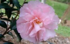 Cotton Candy Camellia Sasanqua - 3 Gallon Pot -Flowers World Shop camelliacottoncandy 1