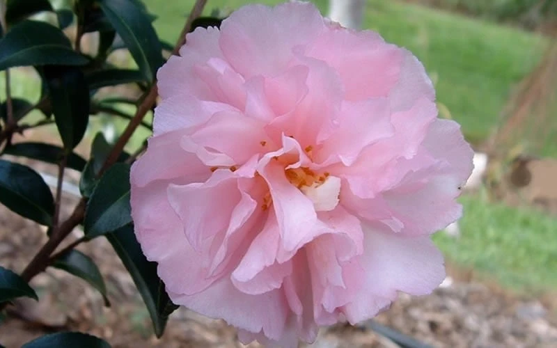 Cotton Candy Camellia Sasanqua - 1 Gallon Pot 7 Cotton Candy Camellia Sasanqua - 1 Gallon Pot - Image 5