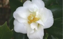 White Empress Camellia Japonica - 3 Gallon Pot 7 White Empress Camellia Japonica - 3 Gallon Pot -Flowers World Shop camelliawhiteempress