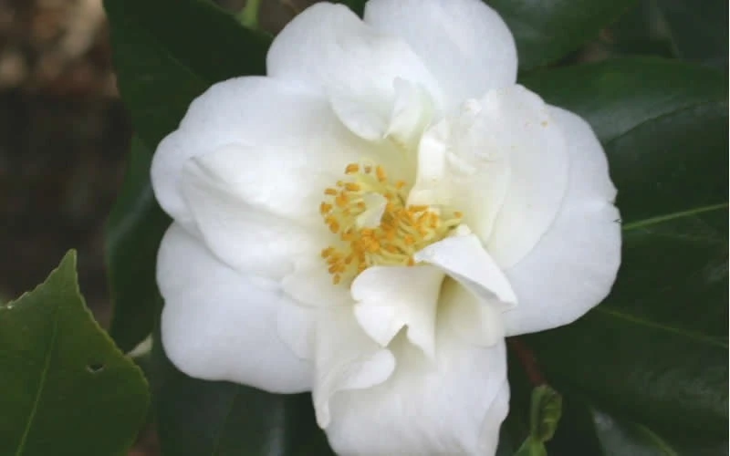 White Empress Camellia Japonica - 3 Gallon Pot 5 White Empress Camellia Japonica - 3 Gallon Pot - Image 3