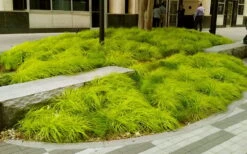 Evercolor Everillo Carex - 1 Gallon Pot -Flowers World Shop carex everillo 20 1