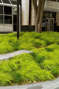 Evercolor Everillo Carex - 1 Gallon Pot -Flowers World Shop carex everillo 21