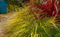 Evercolor Everillo Carex - 1 Gallon Pot -Flowers World Shop carex everillo 23 1