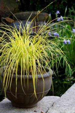 Evercolor Everillo Carex - 1 Gallon Pot -Flowers World Shop carex everillo 24 1