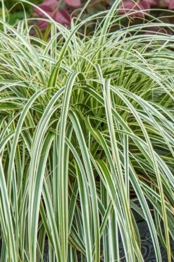 Feather Falls Sedge (Carex Oshimensis) - 5 Pack Of Quart Pots -Flowers World Shop carex oshimensis fetaher falls sedge grass 1