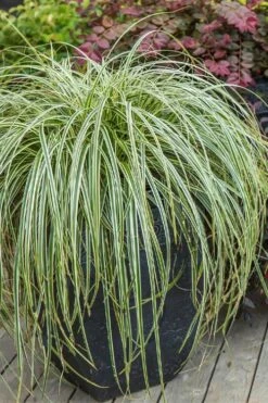 Feather Falls Sedge (Carex Oshimensis) - 5 Pack Of Quart Pots -Flowers World Shop carex oshimensis fetaher falls sedge grass 2