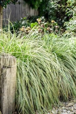 Feather Falls Sedge (Carex Oshimensis) - 5 Pack Of Quart Pots -Flowers World Shop carex oshimensis fetaher falls sedge grass 5