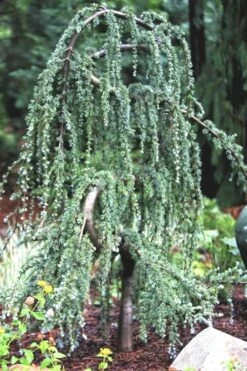 Serpentine Weeping Blue Atlas Cedar - 5 Gallon Pot -Flowers World Shop ceadr blue atlas serpentine 1