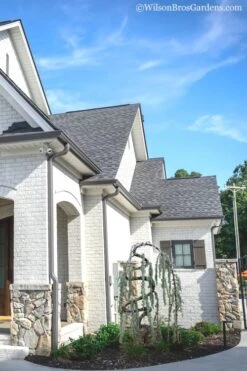 Serpentine Weeping Blue Atlas Cedar - 5 Gallon Pot -Flowers World Shop cedar blue atlas serpentine 11