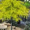 Gold Cascade Deodar Cedar (Single Trunk Topiary Tree)- 7 Gallon Pot 1 Gold Cascade Deodar Cedar (Single Trunk Topiary Tree)- 7 Gallon Pot -Flowers World Shop cedrus deodara gold cascade single trunk tree form topiary 2