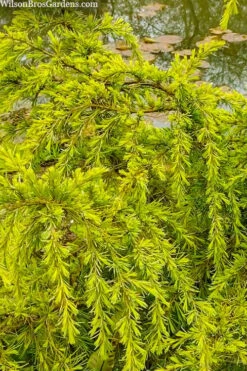 Gold Cascade Deodar Cedar (Single Trunk Topiary Tree)- 7 Gallon Pot 9 Gold Cascade Deodar Cedar (Single Trunk Topiary Tree)- 7 Gallon Pot -Flowers World Shop cedrus deodara gold cascade single trunk tree form topiary 3