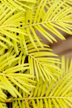 Golden Dragon Plum Yew (Cephalotaxus Harringtonia) - 1 Gallon Pot 13 Golden Dragon Plum Yew (Cephalotaxus Harringtonia) - 1 Gallon Pot -Flowers World Shop cephalotaxus harringtonia golden dragon japanese yew 22