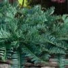 Creeping Japanese Plum Yew (Cephalotaxus Harringtonia 'Prostrata') - 6 Pack Of 2.5 Quart Pots 1 Creeping Japanese Plum Yew (Cephalotaxus Harringtonia 'Prostrata') - 6 Pack Of 2.5 Quart Pots -Flowers World Shop cephalotaxus harringtonia prostrata creeping japanese yew 32