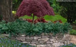 Creeping Japanese Plum Yew (Cephalotaxus Harringtonia 'Prostrata') - 6 Pack Of 2.5 Quart Pots -Flowers World Shop cephalotaxus harringtonia prostrata creeping japanese yew 33