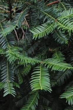 Japanese Plum Yew Tree (Cephalotaxus Harringtonia) - 3 Gallon Pot -Flowers World Shop cephalotaxus harringtonia tree 2