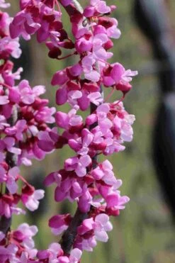 Traveller Weeping Redbud Tree - 7 Gallon Pot -Flowers World Shop cercis canadensis travelers pink weeping redbud 6