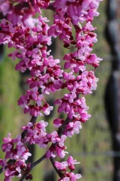 Traveller Weeping Redbud Tree - 7 Gallon Pot -Flowers World Shop cercis canadensis travelers pink weeping redbud 7