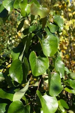 Traveller Weeping Redbud Tree - 7 Gallon Pot -Flowers World Shop cercis canadensis travelers pink weeping redbud 8