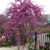 Traveller Weeping Redbud Tree - 7 Gallon Pot -Flowers World Shop cercis canadensis travellers pink weeping redbud 3
