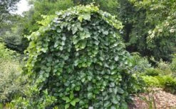 Traveller Weeping Redbud Tree - 7 Gallon Pot -Flowers World Shop cercis canadensis travellers pink weeping redbud 4