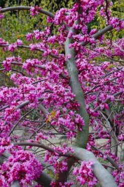 Traveller Weeping Redbud Tree - 7 Gallon Pot -Flowers World Shop cercis canadensis travellers pink weeping redbud 5