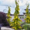 Filip's Golden Tears Lawson Cypress - 1 Gallon Pot -Flowers World Shop chamaecyparis lawsoniana filips golden tears lawson cypress 6