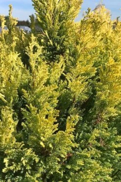 Golden Surprise Lawson Cypress - 2 Gallon Pot -Flowers World Shop chamaecyparis lawsoniana golden surprise lawson cypress 5
