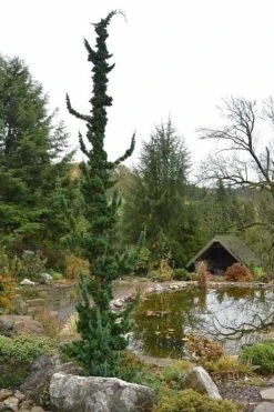 Wissel's Saguaro Lawson Cypress - 1 Gallon Pot -Flowers World Shop chamaecyparis lawsoniani wissels saguaro cypress 4 1