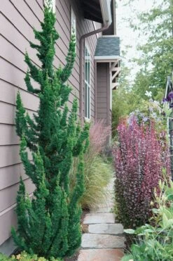 Wissel's Saguaro Lawson Cypress - 1 Gallon Pot -Flowers World Shop chamaecyparis lawsoniani wissels saguaro cypress 5 1