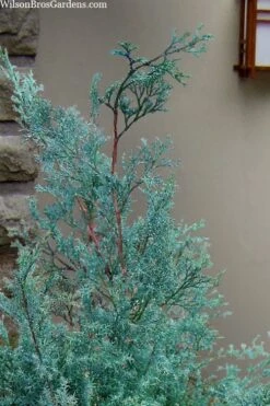 Blue Feathers Hinoki Cypress - 3 Gallon Pot -Flowers World Shop chamaecyparis obtusa blue feathers hinoki cypress 1 1