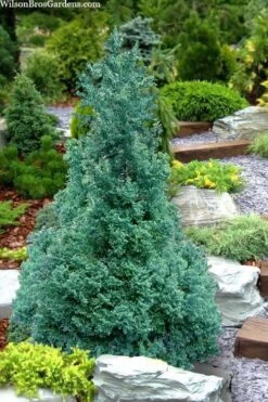 Blue Feathers Hinoki Cypress - 3 Gallon Pot