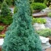 Blue Feathers Hinoki Cypress - 1 Gallon Pot