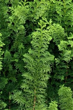 Fernspray Hinoki Cypress - 3 Gallon Pot -Flowers World Shop chamaecyparis obtusa filicoides fernspray hinoki cypress 2
