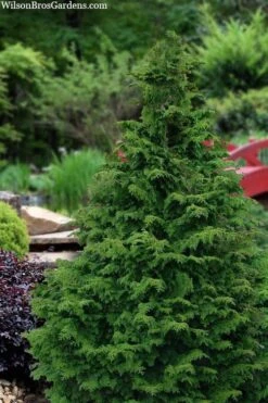 Koster Hinoki Cypress - 1 Gallon Pot