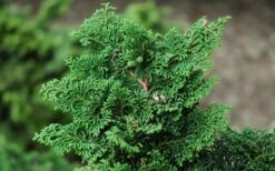 Koster Hinoki Cypress - 1 Gallon Pot -Flowers World Shop chamaecyparis obtusa kosteri hinoki cypress 2