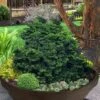 Leprechaun Miniature Hinoki Cypress (Chameacyparis Obtusa) - 1 Gallon Pot 2 Leprechaun Miniature Hinoki Cypress (Chameacyparis Obtusa) - 1 Gallon Pot -Flowers World Shop chamaecyparis obtusa leprechaun dwarf hinoki cypress 3