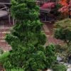 Dwarf Hinoki Cypress (Chamaecyparis Obtusa 'Nana Gracilis') - 3 Gallon Pot 1 Dwarf Hinoki Cypress (Chamaecyparis Obtusa 'Nana Gracilis') - 3 Gallon Pot -Flowers World Shop chamaecyparis obtusa nana gracilis dwarf hinoki cypress 8