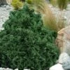 True Dwarf Hinoki Cypress (Chameacyparis Obtusa 'Nana') - 2 Gallon Pot -Flowers World Shop chamaecyparis obtusa nana true dwarf hinoki cypress 4