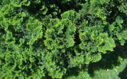 True Dwarf Hinoki Cypress (Chameacyparis Obtusa 'Nana') - 1 Gallon Pot -Flowers World Shop chamaecyparis obtusa nana true dwarf hinoki cypress 5 1