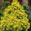 Sunspray Golden Dwarf Hinoki Cypress - 3 Gallon Pot -Flowers World Shop chamaecyparis obtusa sunspray hinoki cypress 10
