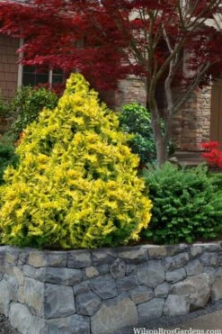 Sunspray Golden Dwarf Hinoki Cypress - 3 Gallon Pot 9 Sunspray Golden Dwarf Hinoki Cypress - 3 Gallon Pot -Flowers World Shop chamaecyparis obtusa sunspray hinoki cypress 11