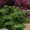 Dwarf Twisted Hinoki Cypress (Chameacyparis Obtusa 'Torulosa Nana') - 3 Gallon Pot 2 Dwarf Twisted Hinoki Cypress (Chameacyparis Obtusa 'Torulosa Nana') - 3 Gallon Pot -Flowers World Shop chamaecyparis obtusa torulosa nana 7