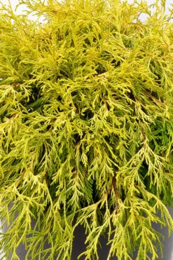 Gold Mop Threadleaf Cypress Tree (Standard Topiary) - 5 Gallon Pot 8 Gold Mop Threadleaf Cypress Tree (Standard Topiary) - 5 Gallon Pot -Flowers World Shop chamaecyparis pisifera gold mop single trunk topiary tree 2