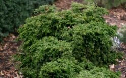 Dwarf Twisted Hinoki Cypress (Chameacyparis Obtusa 'Torulosa Nana') - 3 Gallon Pot 11 Dwarf Twisted Hinoki Cypress (Chameacyparis Obtusa 'Torulosa Nana') - 3 Gallon Pot -Flowers World Shop chamaecyparis torulosa nana dwarf twisted hinoki cypress 6