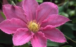 Abilene Clematis - 1 Gallon Pot -Flowers World Shop clematis abilene 12