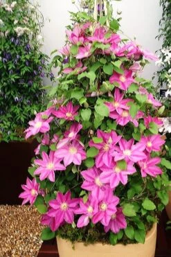 Abilene Clematis - 1 Gallon Pot -Flowers World Shop clematis abilene 13