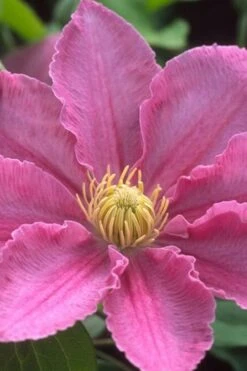 Abilene Clematis - 1 Gallon Pot -Flowers World Shop clematis abilene 500x750 1